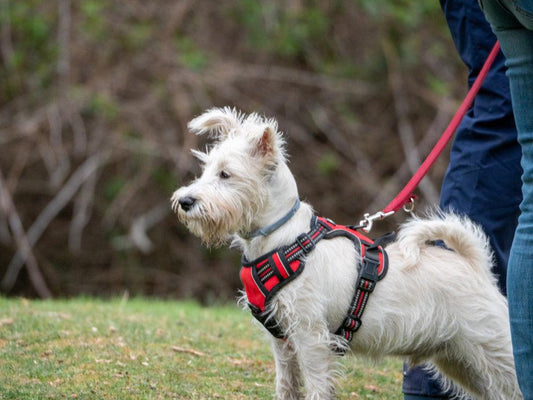 The Ultimate Guide to Dog Harnesses: Comfort, Control, and Safety for Your Canine Companion - Bark & Bones