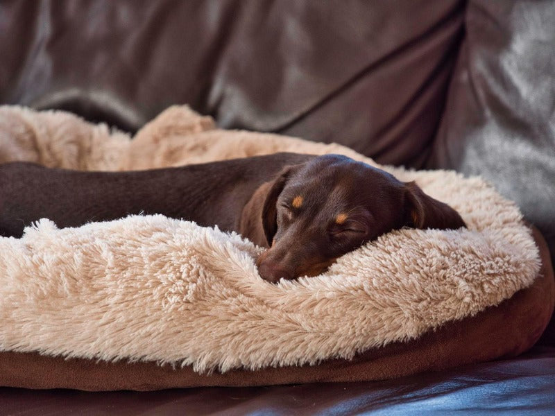 Dog Beds for Small Dogs: Cozy Comfort for Your Petite Pooch