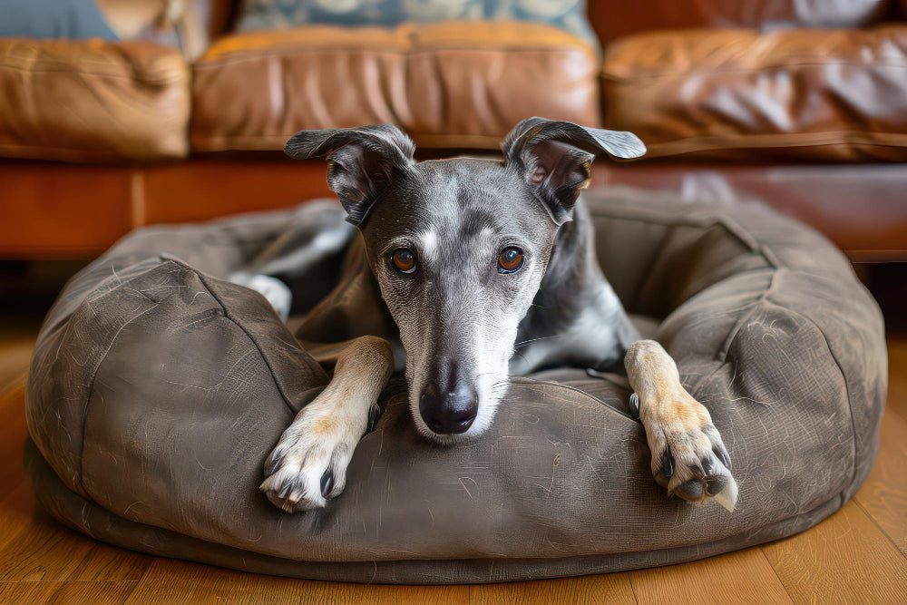 Best Large Dog Beds: Ultimate Guide for Your Big Canine Companion